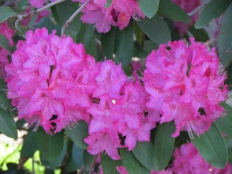rhododendron blossoms