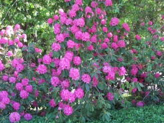 rhododendron