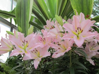 lillies