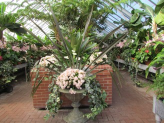 plants in conservatory