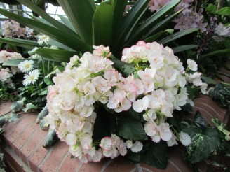 white with pink begonia