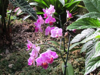 purple orchid