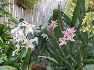 several orchids