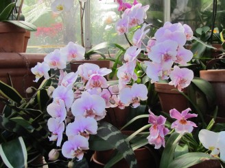 pink orchids