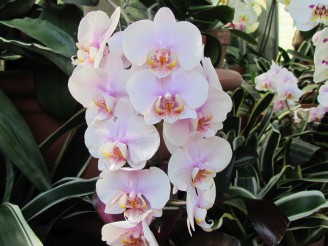 pink orchid