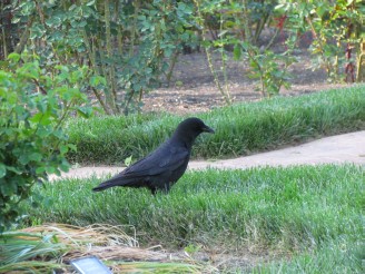 crow