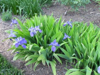 iris