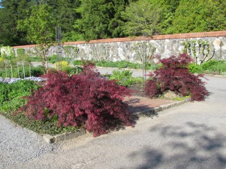 Japanese maple