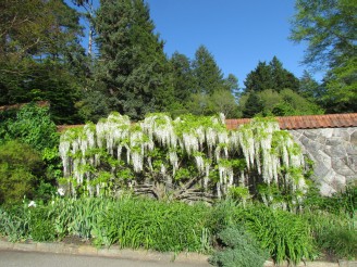 Wisteria