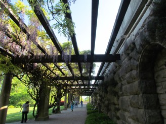 wisteria at entrance to the Shrub Garden