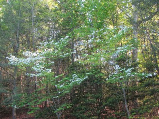 dogwoods