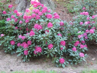 rhododendron