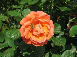 orange rose with bug