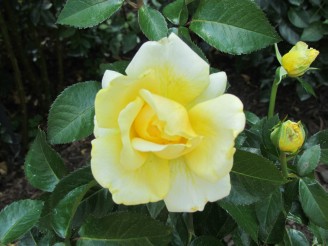 yellow rose