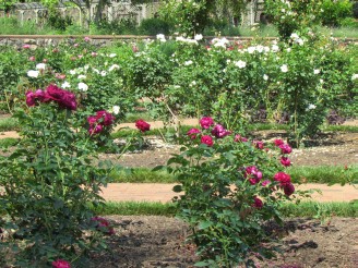 Red and white roses