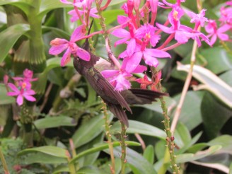 hummingbird