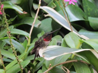 hummingbird