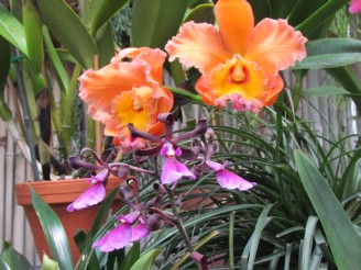 orange orchid