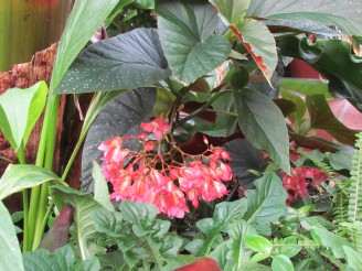 begonia