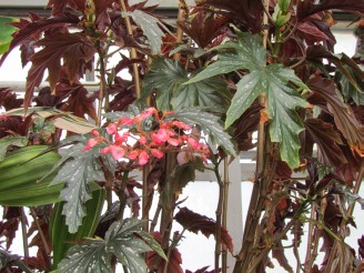 begonia