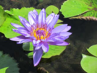 purple lily