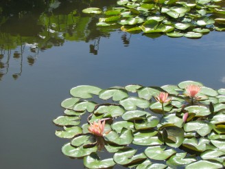 coral lilies