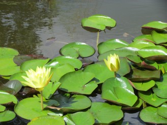 yellow lilies