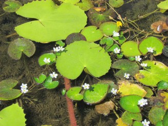 small white blossoms