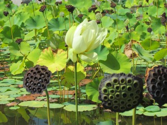 flowers & seed pods