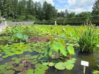 lilies