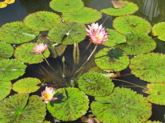 pink lilies