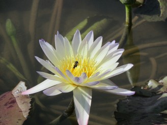 white flower