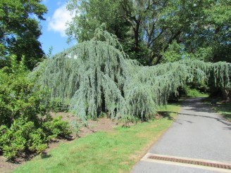 weeping cedar