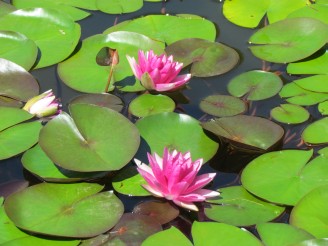 Pink lilies