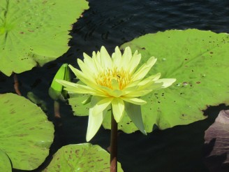 yellow lily