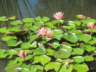 peach lilies