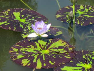 purple lily