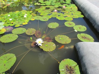 Koi & lilies