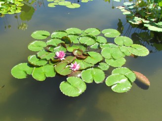 pink lilies