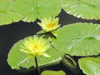 yellow lilies