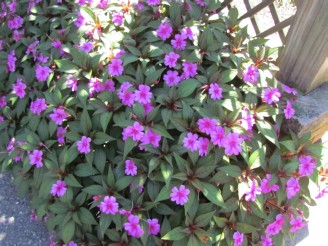 pink flowers