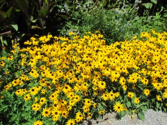 Black-eyed susans