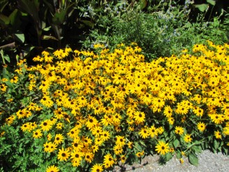 Black-eyed susans