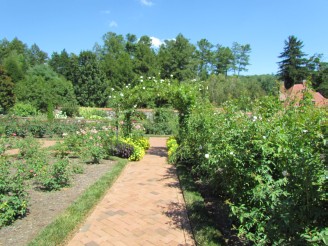 rose garden