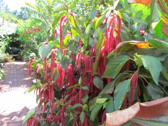 pink fuzzy plant