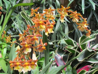 orange orchids