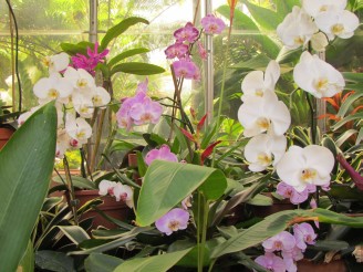 orchid white & pink