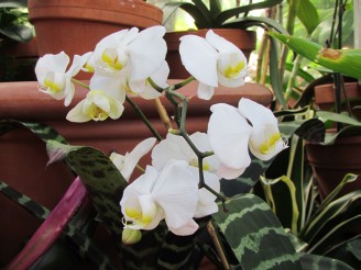 white orchid