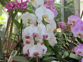 white and lavendar orchids