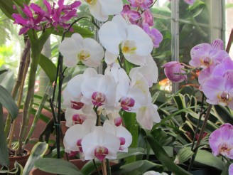 orchids